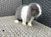 SOLD . Friendly Mini lop buck.