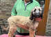Afghan hound litter for sale