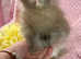 Beautiful Angora girl available