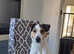 Jack russell cross fox terriers