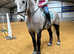 Stunning 16.2hh Irish draught x cob gelding