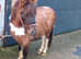 Orieo toba¬no dun colt
