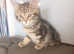 Persian x kitten's for sale.  1 male kittens left now