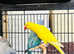 Stunning baby yellow ringnick parrot