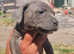 READY NOW 10 gorgeous Neapolitan x puppies