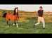 2 year old filly