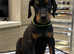 Top Quality Dobermann Puppies Available