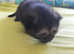 Four beautiful kittens. The first babies of the kitten. Very healthy