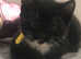 Three cute little boy kittens for sale