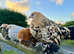 Sablepoot point of lay bantams