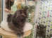 Xtra large Maine coon