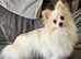 Pomeranian girl