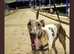 Greyhound to rehome