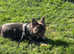 Adorable ,Fluffy, French bulldog Boy - Kc registered