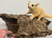 Baby sugar gliders