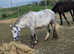 6 year old mare infoal due soon