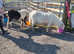 Mini Shetland cremello mare hermits breed