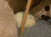 Friendly Neutered Male Ferret Looking for a New Home - Eastbourne