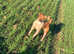 4 year old Plummer terrier