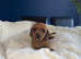 Stunning litter of kc dachshund puppies