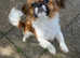 SHIHTZU X 1 year old girl for sale