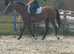 Any one for a total plod / first horse