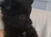 Long coat black male chihuahua puppy