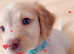 Male cocker spaniel