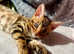 *LAST ONE READY TO GO!* Bengal kittens