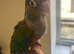 Handreared Crimson Conure