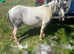 Mini Sheltand ride and drive mare