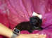 ***Micro Tiny Exquisite F1 Maltese x Toy Poodle Maltipoo Boy Puppies**