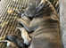 Blue Staffordshire bull terrier puppies