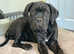 Reduced . Champion bloodlines cane corso