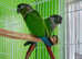 Stunning baby conure parrot