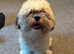 Stunning F2 Lhasapoos Last 2 Males Available