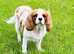 Beautiful cavalier King Charles girl