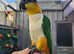 2 male hand tame caiques