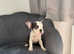 One husky Frenchie