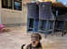 Airedale terrier  for sale