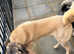 Turkish kangal