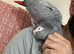 Super Cuddly Tamed African Grey Parrot with Cage