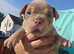 Pocket bullys for sale reduced price