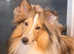 Beautiful Sable Female