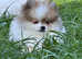 Gorgeous fluffy Pomeranian with rare coloring !!!