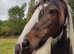 Irish shire xc sports horse for loan
