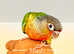 Hand reared tame green cheek yellow sided conure