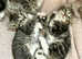 Beautiful gray Tabby's