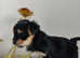 Outstanding Yorkshire terrier only 1 boy left