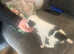 female american bull puppy